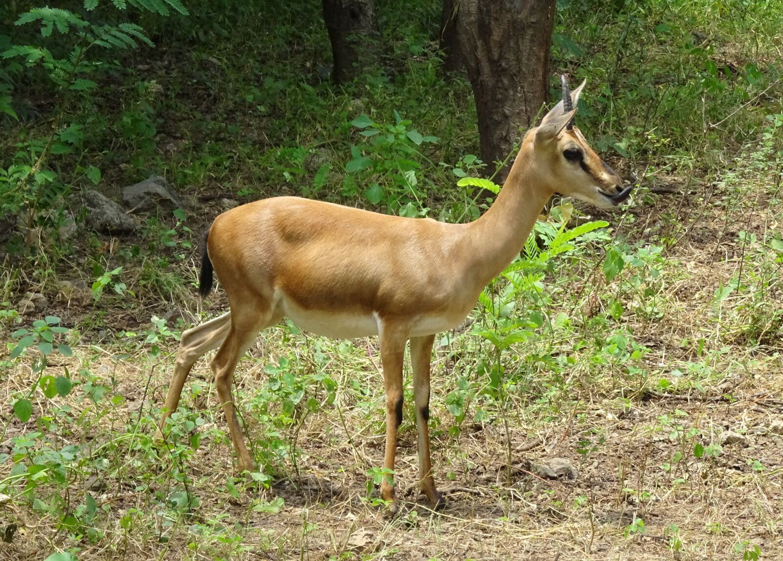 Sony Cyber-shot DSC-HX90V sample photo. Chinkara, gazella bennettii, indian photography