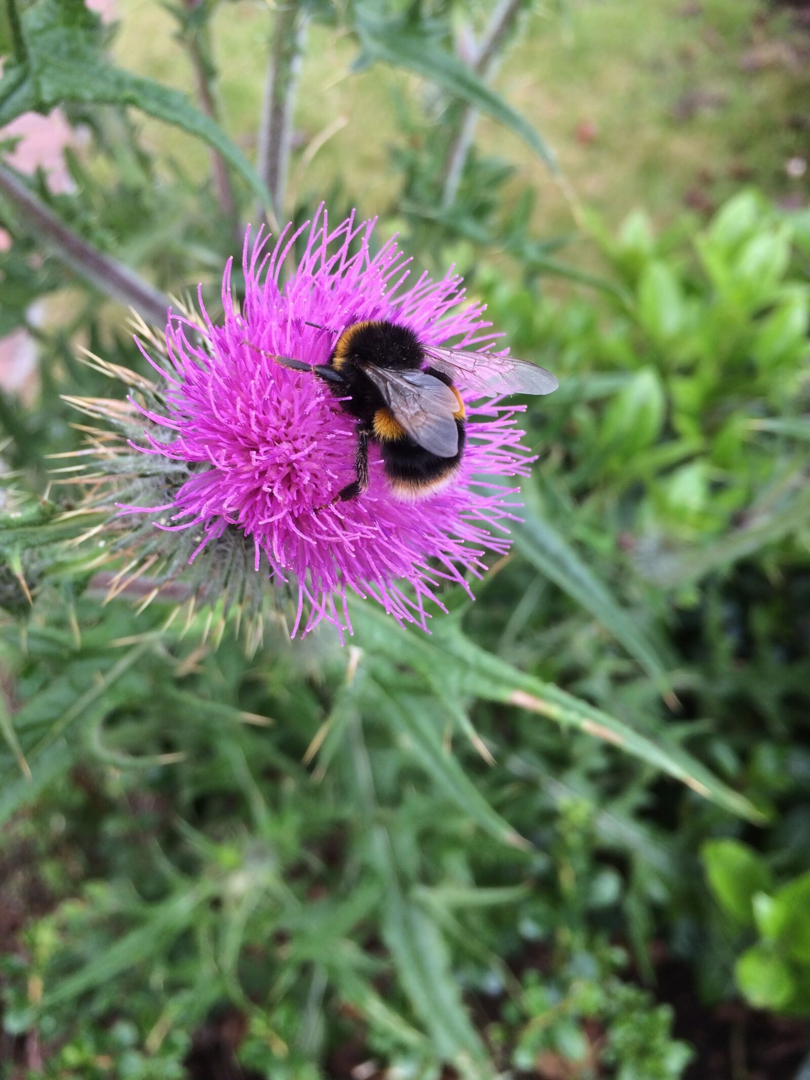 iPhone 5s back camera 4.15mm f/2.2 sample photo. Thistle, bee, nature photography