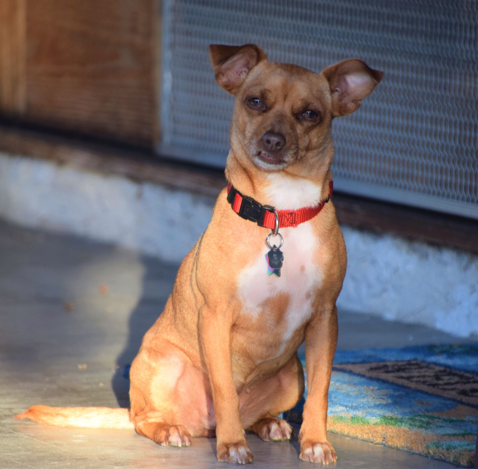 Nikon D3300 sample photo. Funny puppy face, puppy photography
