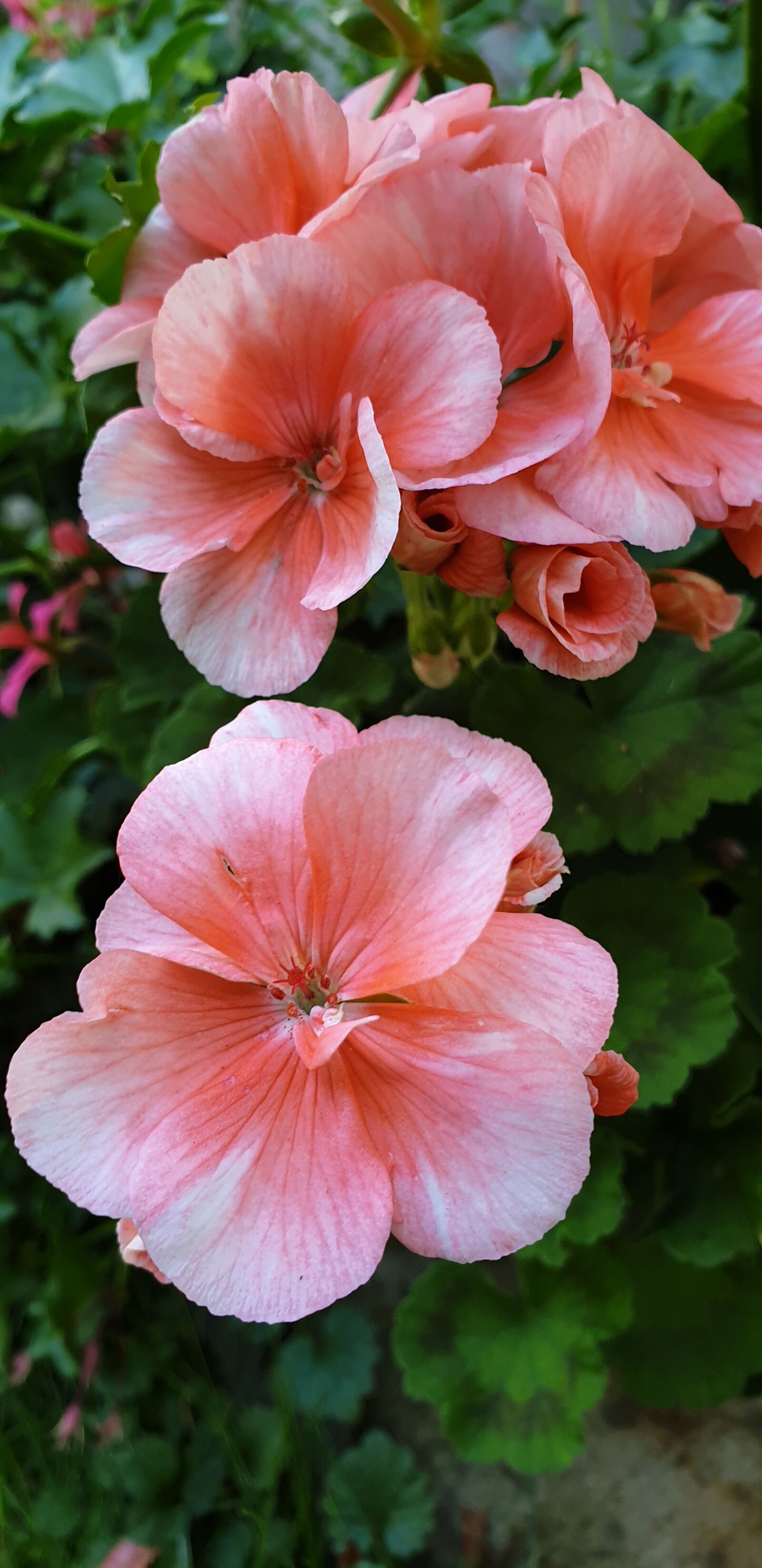 Samsung Galaxy S9+ sample photo. Flower, nature, light photography