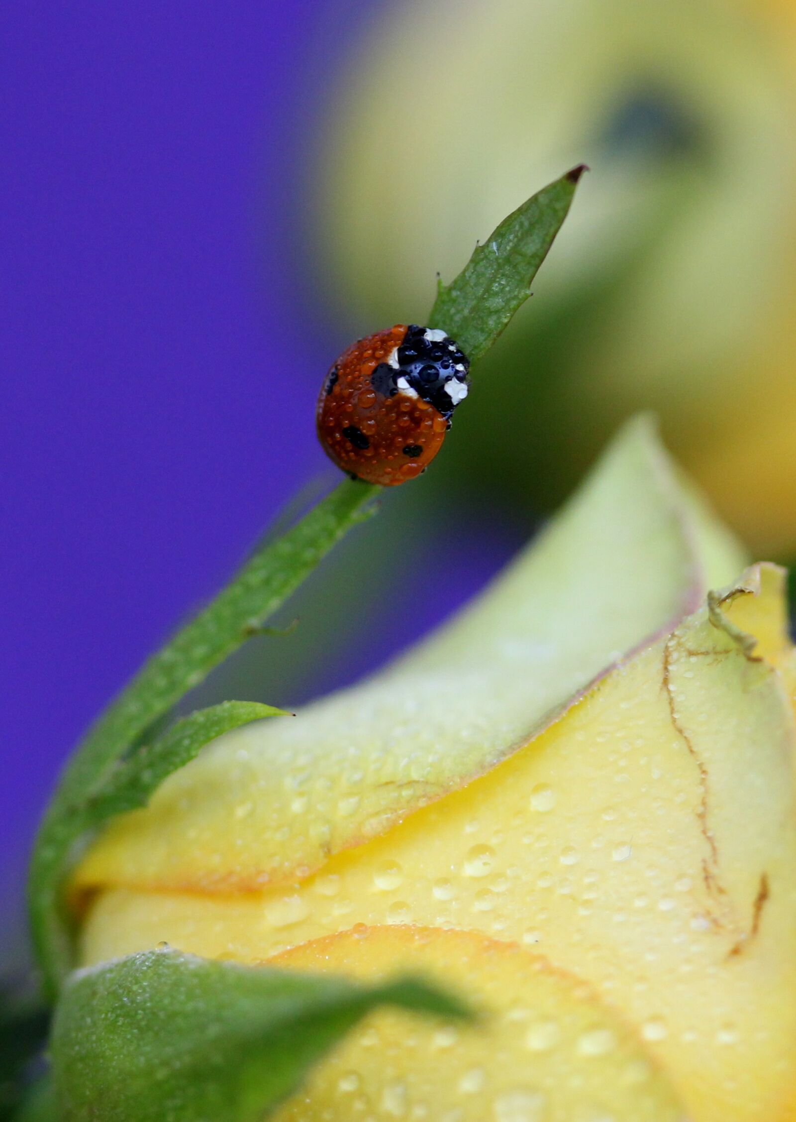 Canon EF-S 60mm F2.8 Macro USM sample photo. Baja, red, insecta photography
