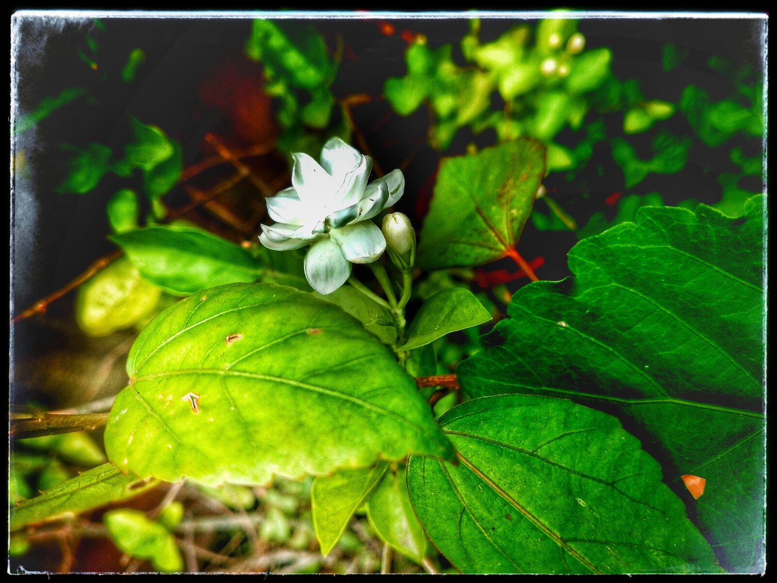 OPPO Realme 2 Pro sample photo. Jasmine, arabian jasmine, flower photography