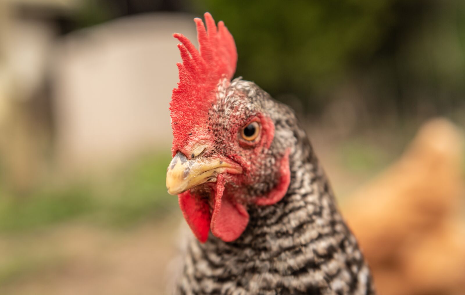 Nikon D750 sample photo. Hen, portrait, close-up photography
