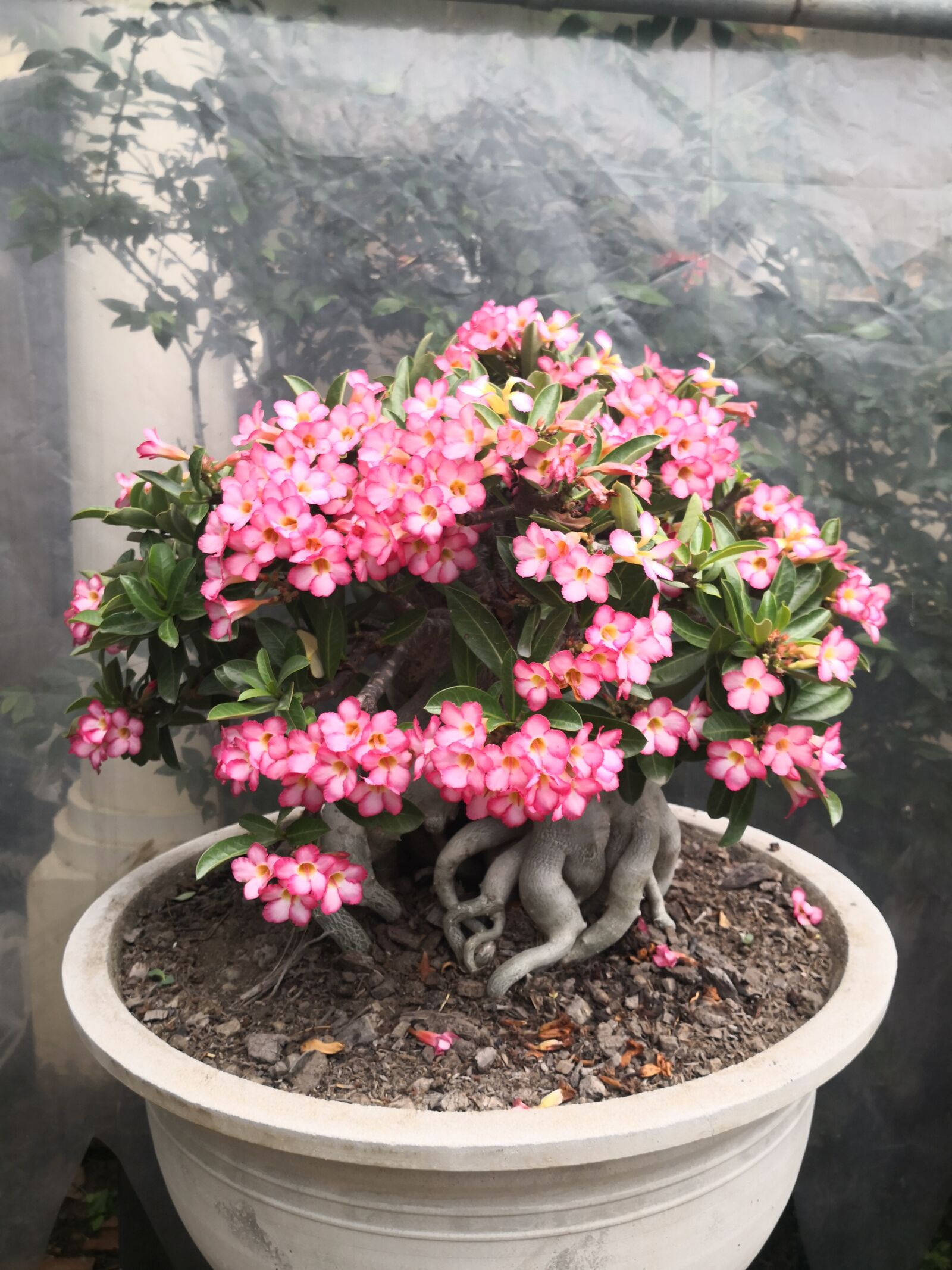 HUAWEI Mate 10 Pro sample photo. Adenuium, desert rose, plant photography
