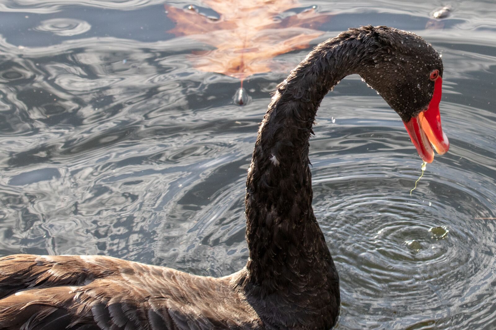 Canon EF 100-400mm F4.5-5.6L IS USM sample photo. Swan, black swan, water photography