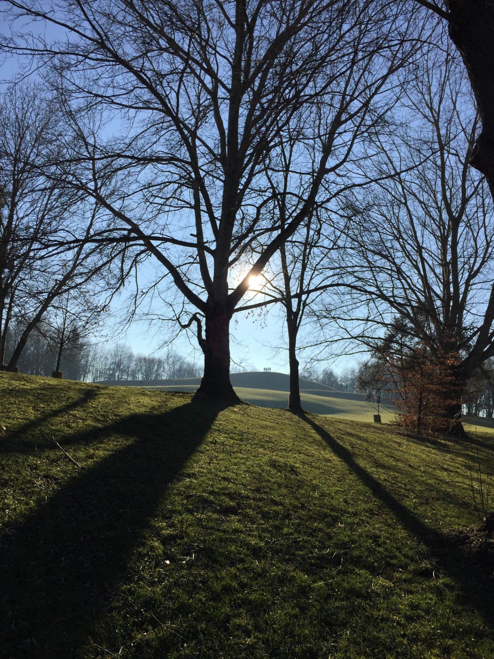 iPhone 6 Plus back camera 4.15mm f/2.2 sample photo. Tree, landscape, wood photography
