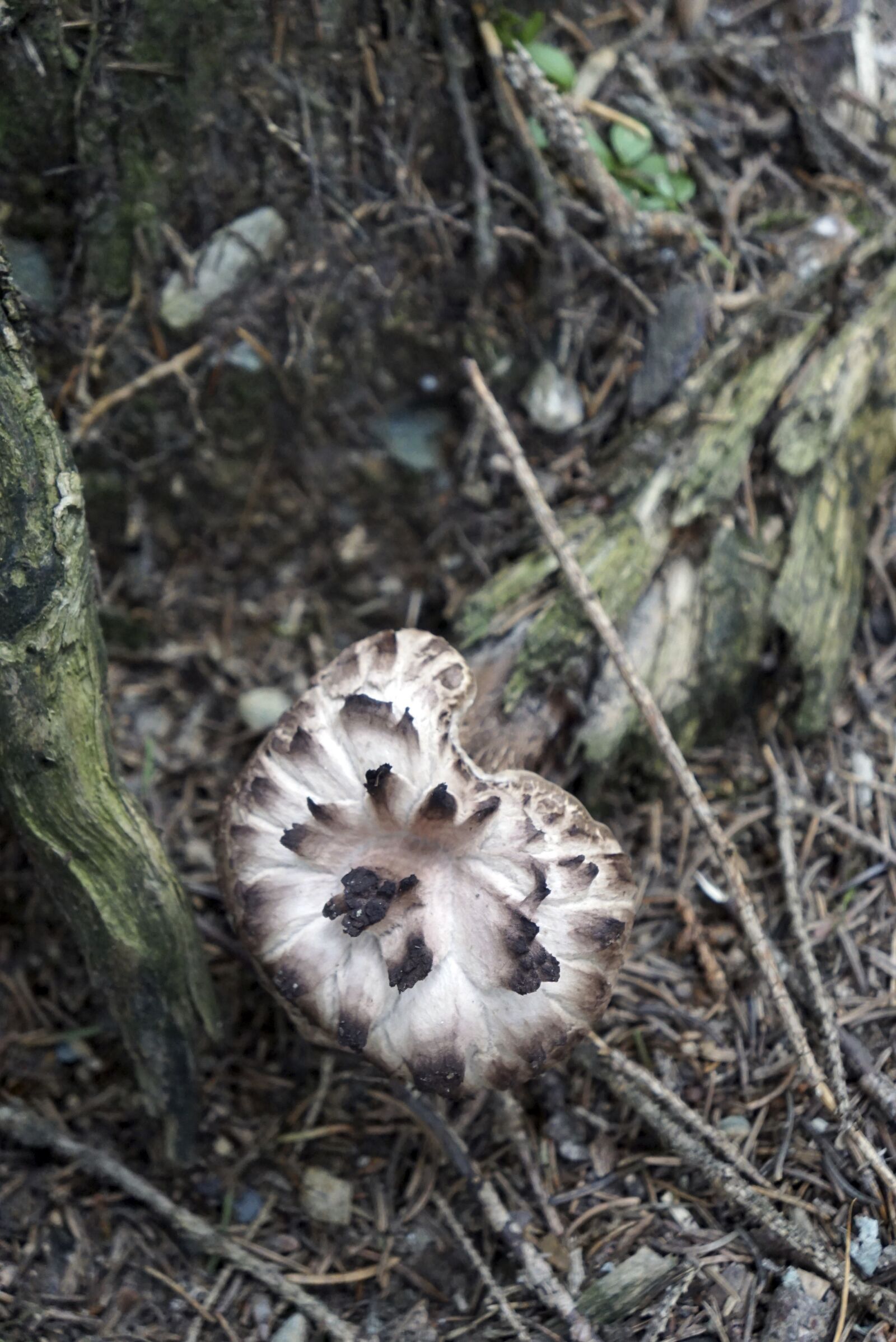 Sony a6000 + Sony E 18-55mm F3.5-5.6 OSS sample photo. Mushroom, edible, hawk mushroom photography