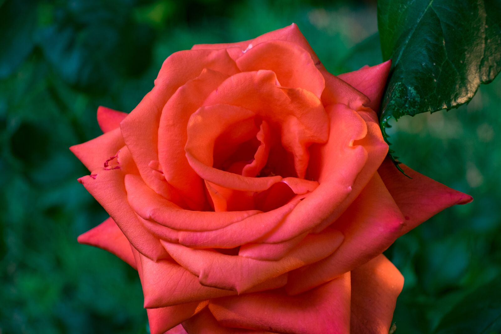 Fujifilm X-T10 sample photo. Flower, rose, red photography