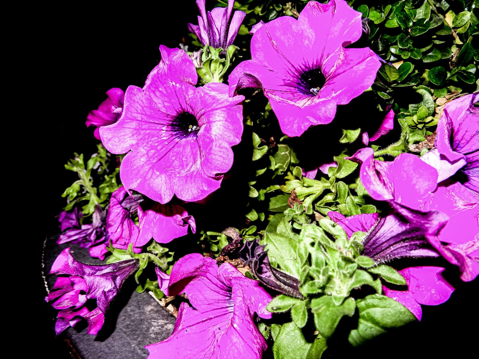 Sony DSC-HX60 sample photo. Flowers, purple, violet photography