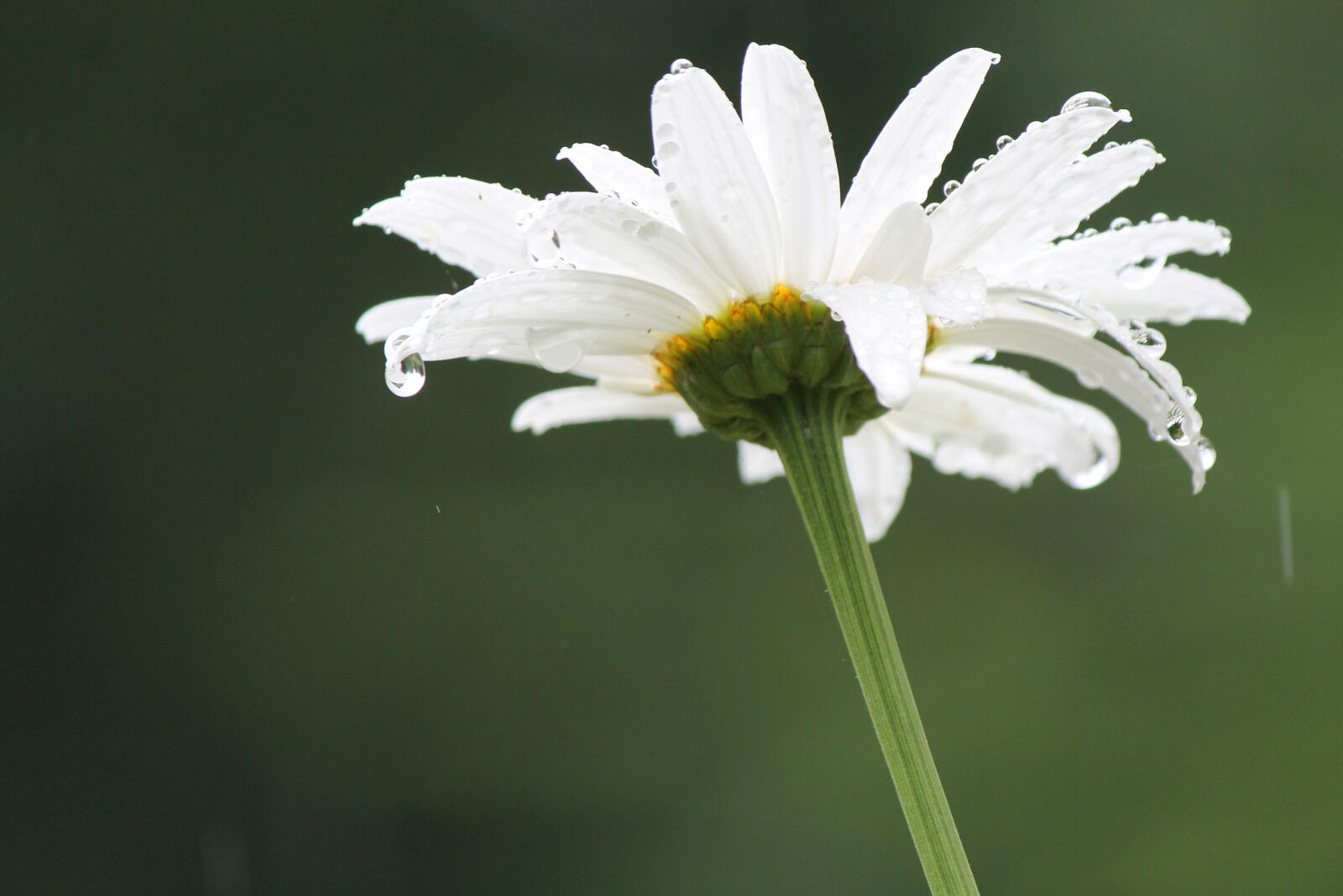 Canon EOS 1100D (EOS Rebel T3 / EOS Kiss X50) sample photo. Rain, daisy, flower photography