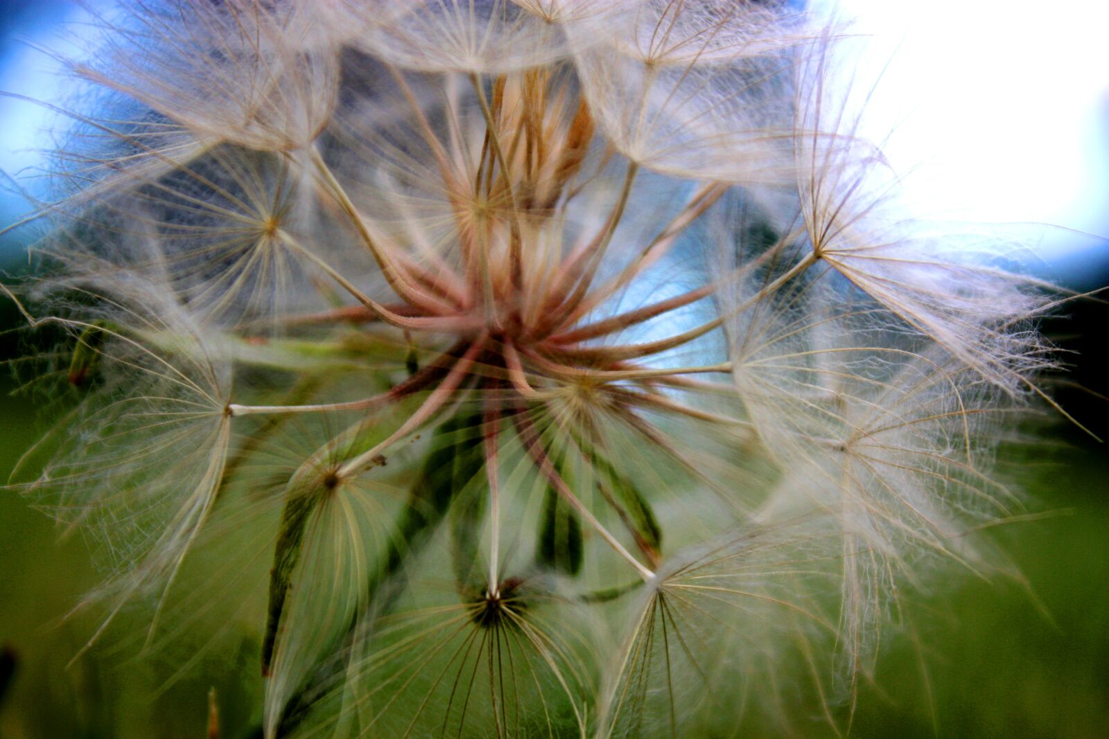 Canon EOS 450D (EOS Rebel XSi / EOS Kiss X2) sample photo. Dandelion, flower, nature photography