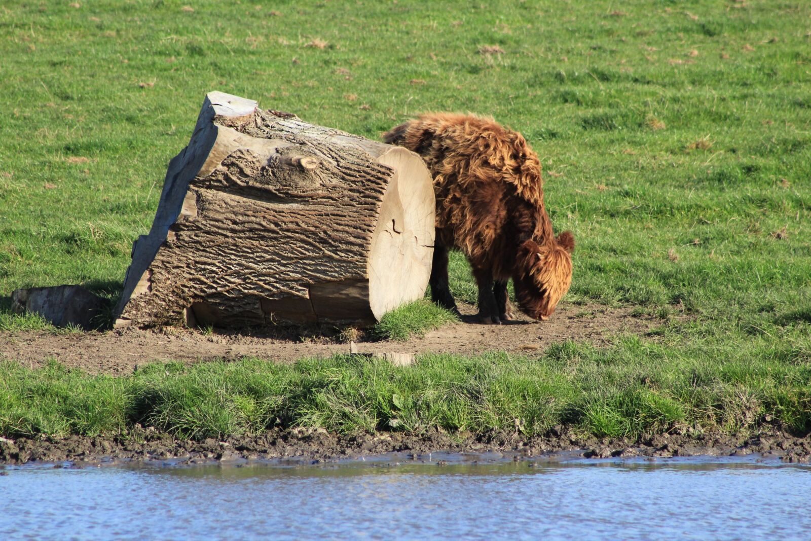 Canon EF 75-300mm f/4-5.6 sample photo. Ox, animal, ruminant photography