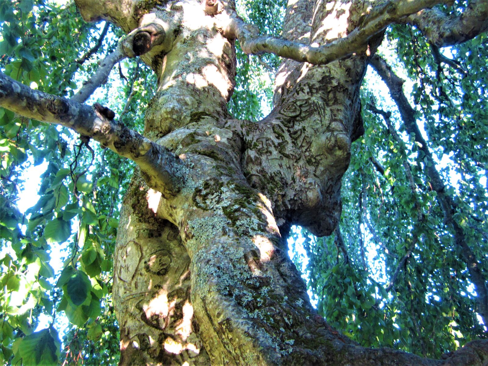 Canon PowerShot ELPH 100 HS (IXUS 115 HS / IXY 210F) sample photo. Tree, leaves, nature photography