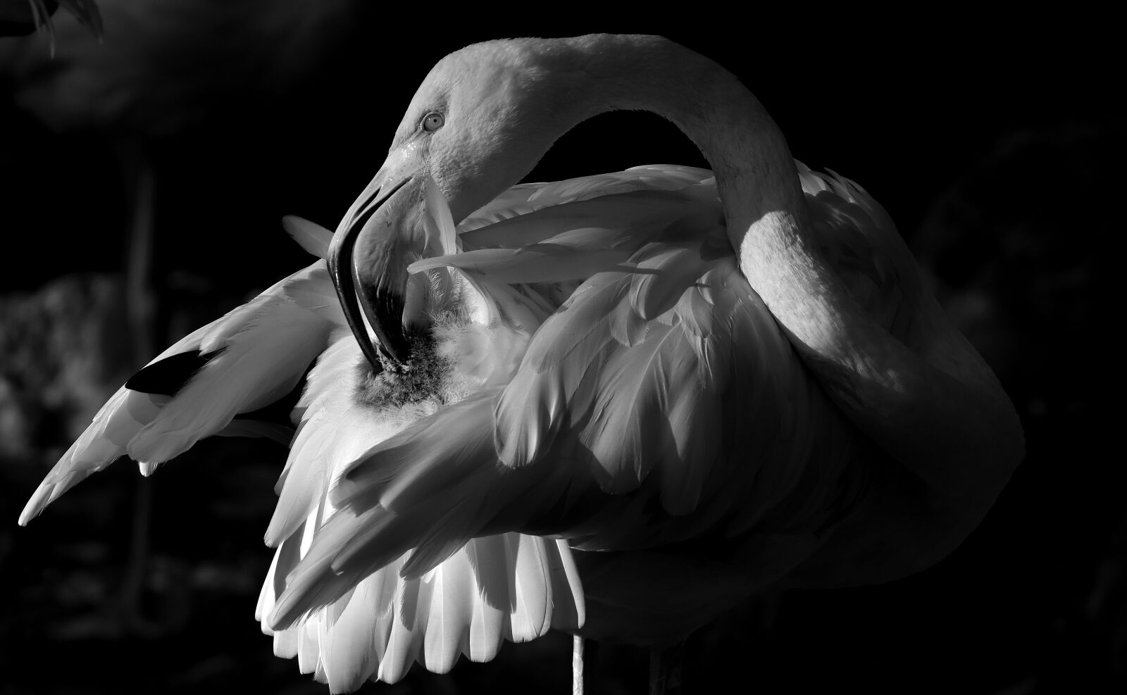 Nikon D7200 sample photo. Flamingo, bird, black and photography