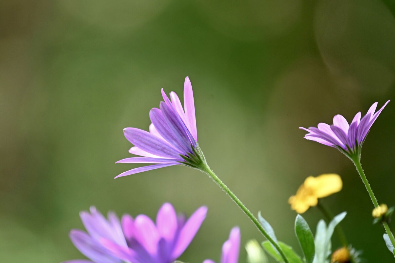 Nikon Z6 sample photo. Marguerite, violet, blossom photography