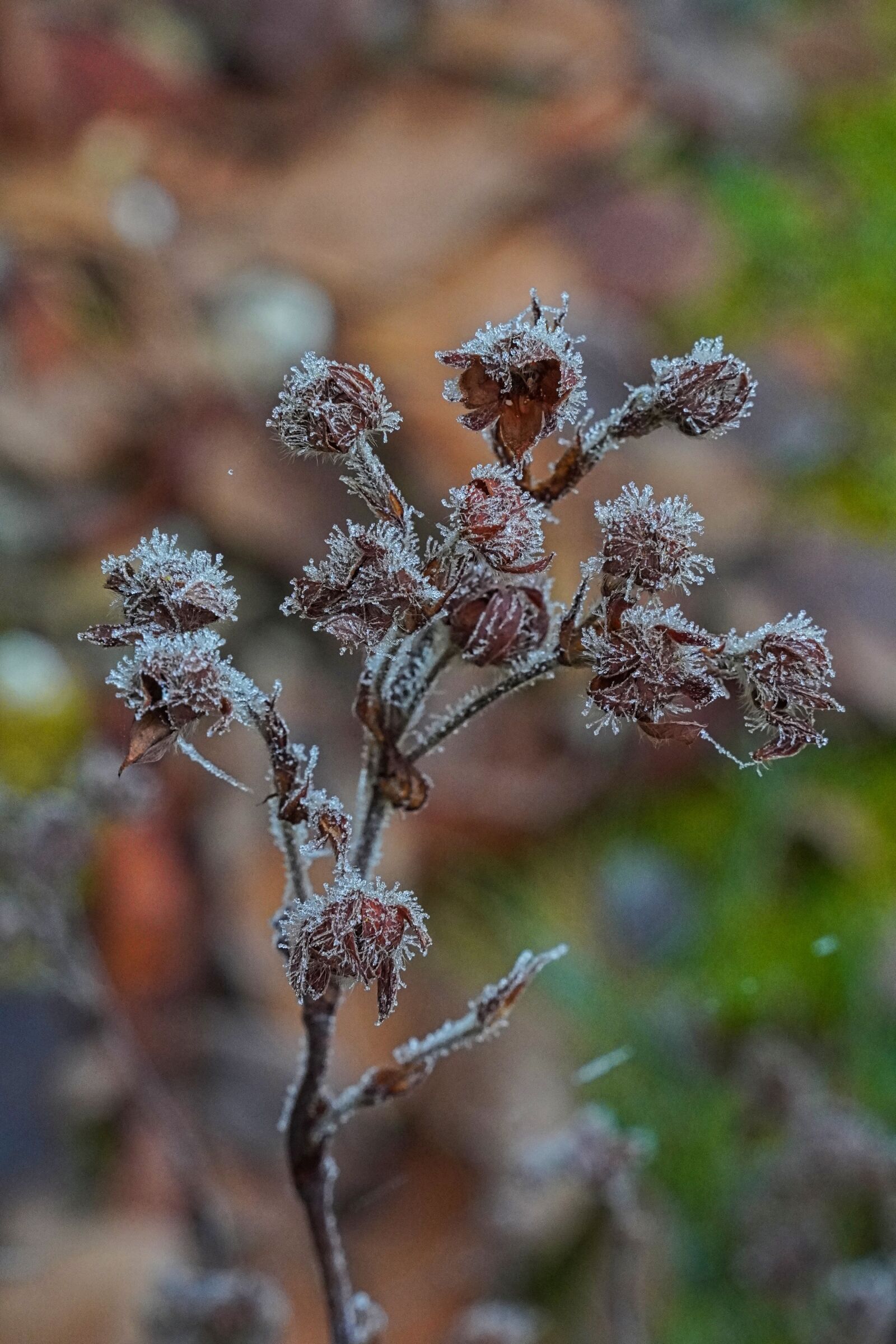 Sony a6400 sample photo. Branch, frost, frosty photography