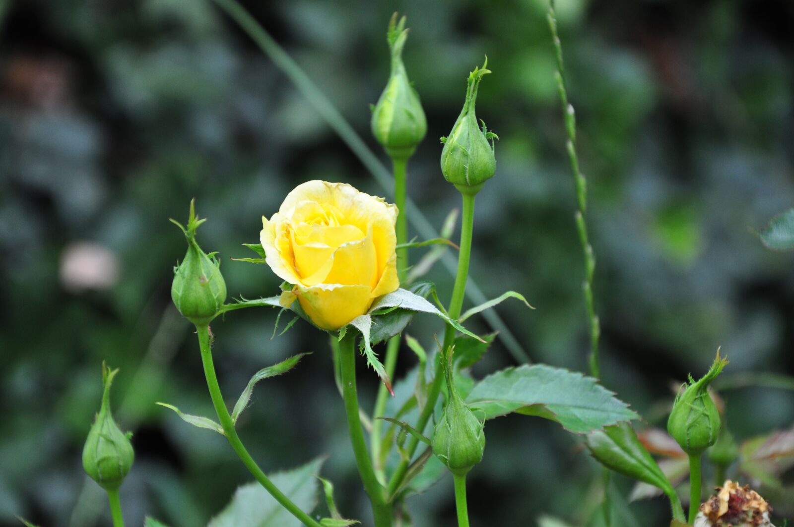 Nikon D5000 sample photo. Rose, garden, nature photography