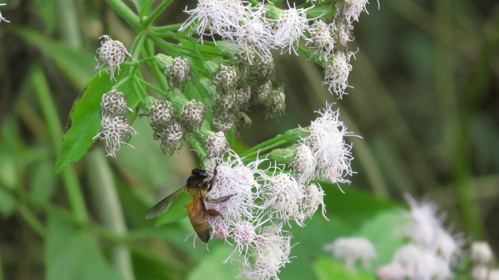 Canon PowerShot SX710 HS sample photo. Bee, flower, honey photography
