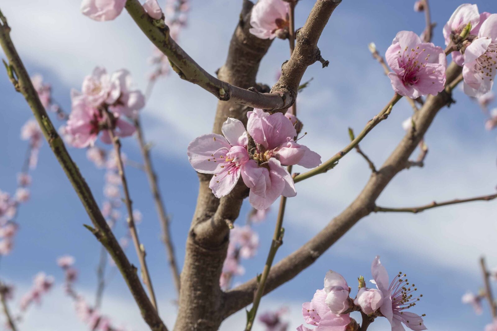 Canon EF 50mm F1.8 STM sample photo. Flowers, spring, flower photography