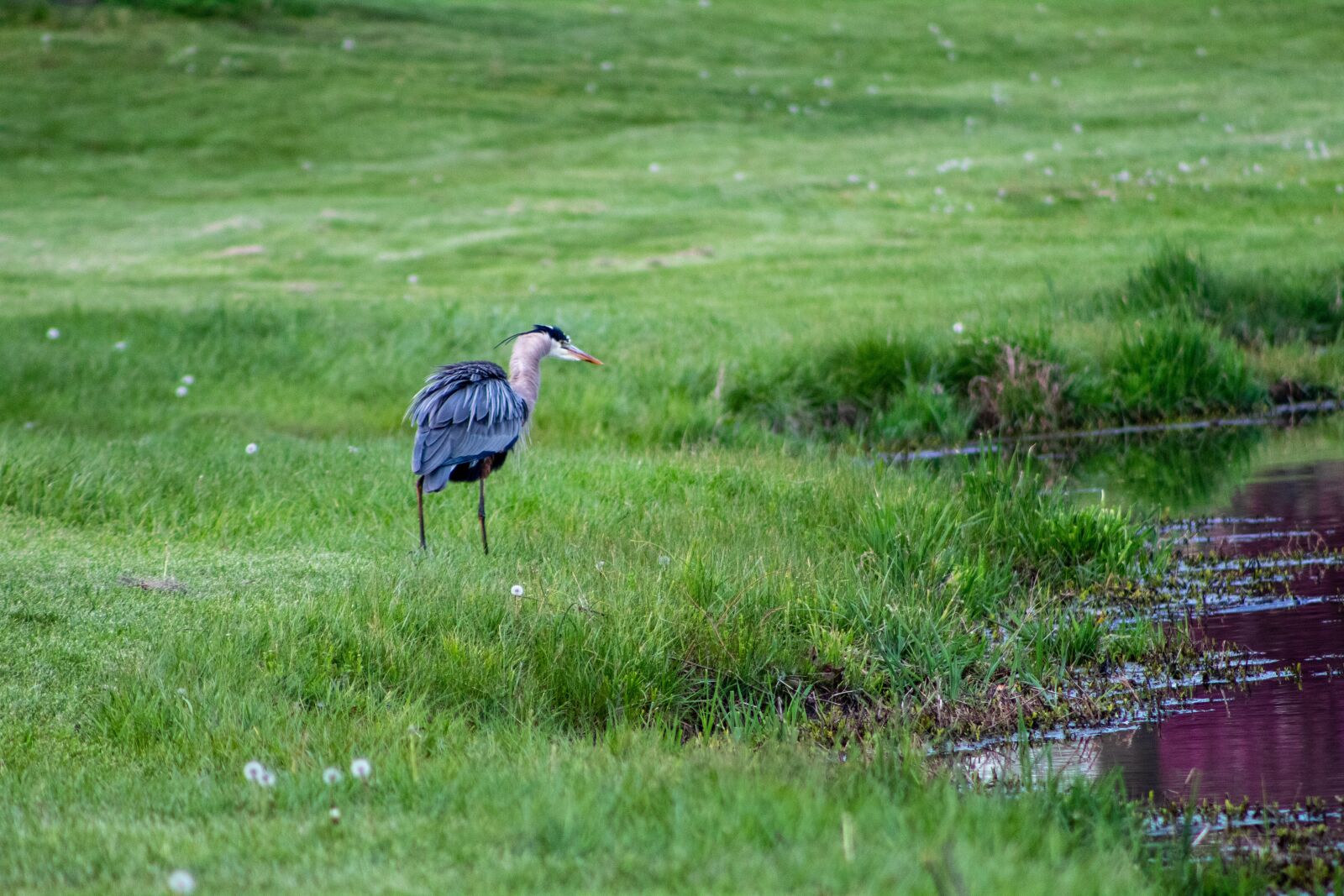 Canon EF75-300mm f/4-5.6 sample photo. Heron, blue heron, wildlife photography