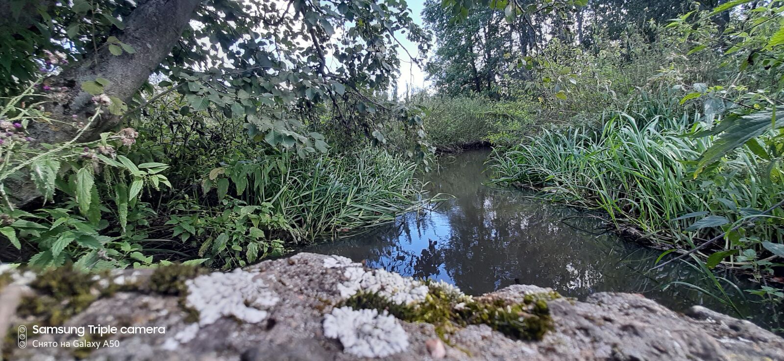 Samsung Galaxy A50 sample photo. Pond, water, frog photography