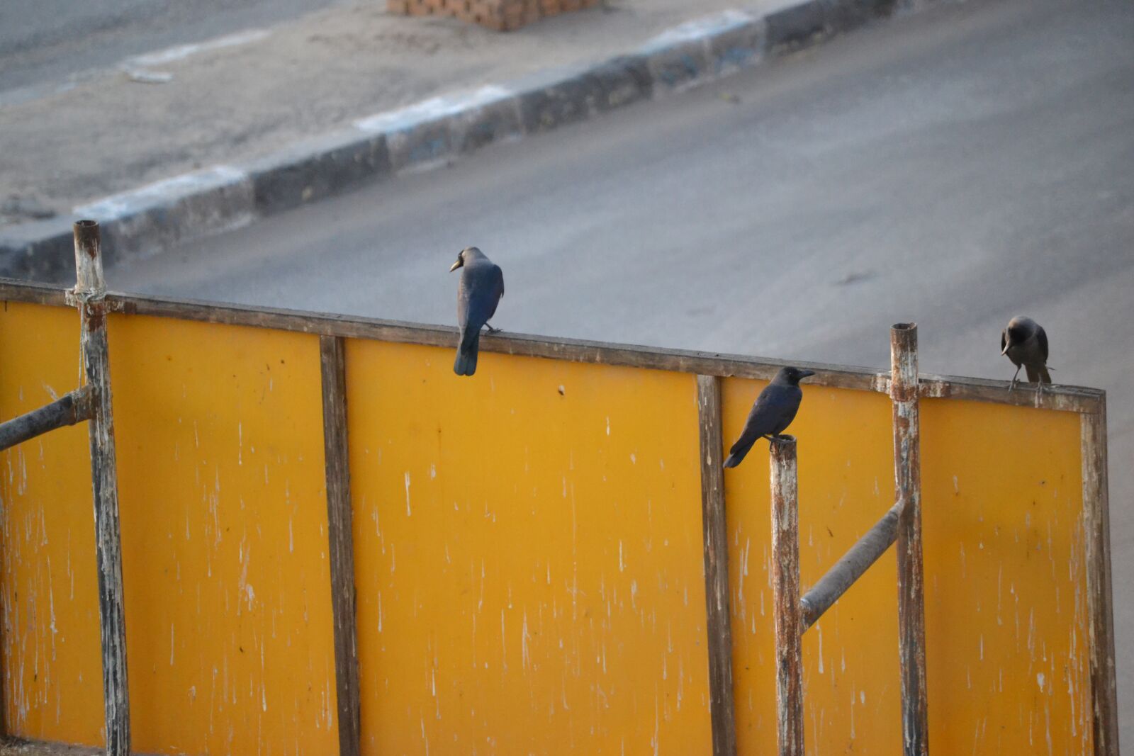 Nikon D3100 sample photo. Crows, morning, yellow photography