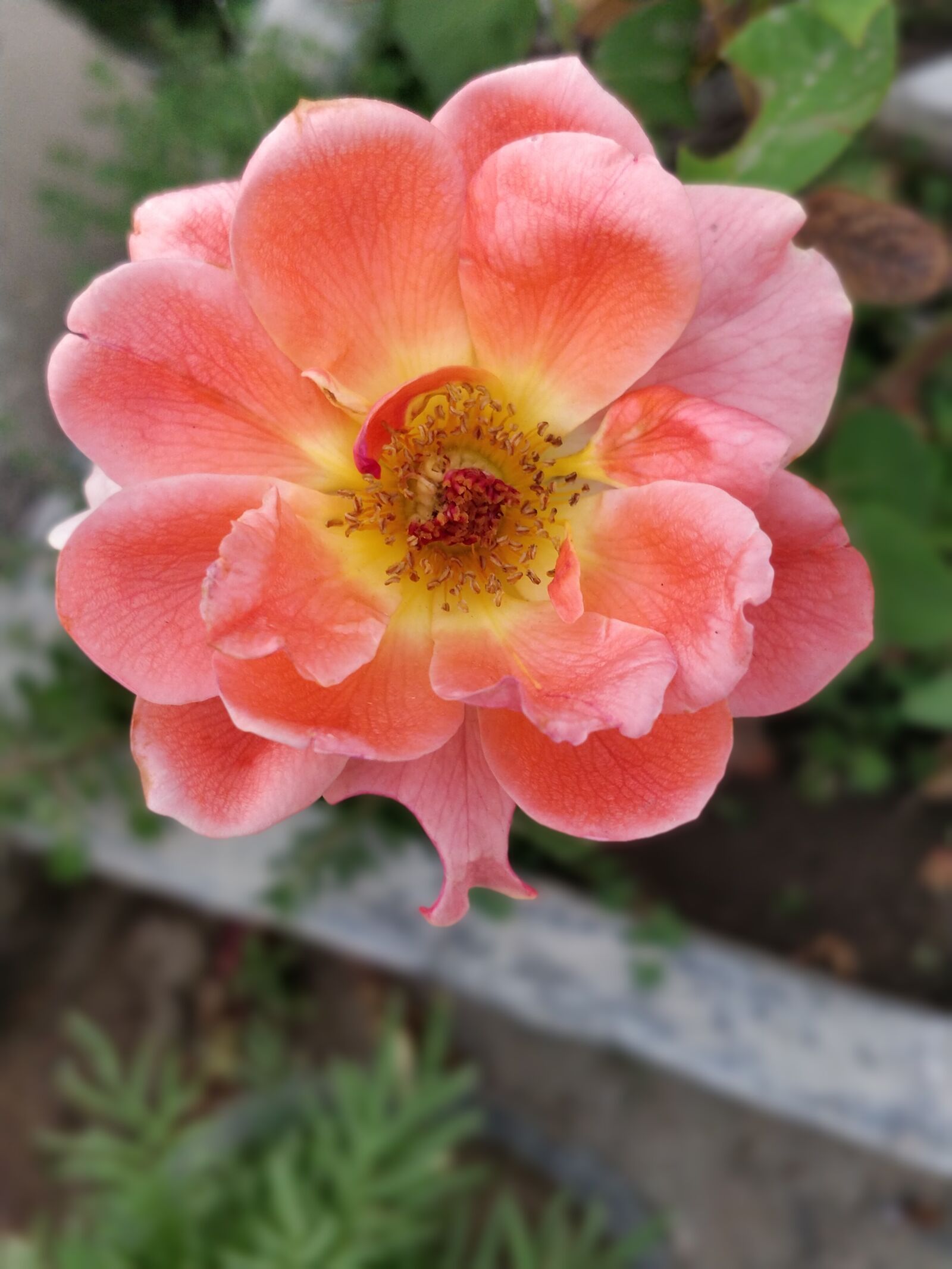 OnePlus 5 sample photo. Flower, nature, flora photography