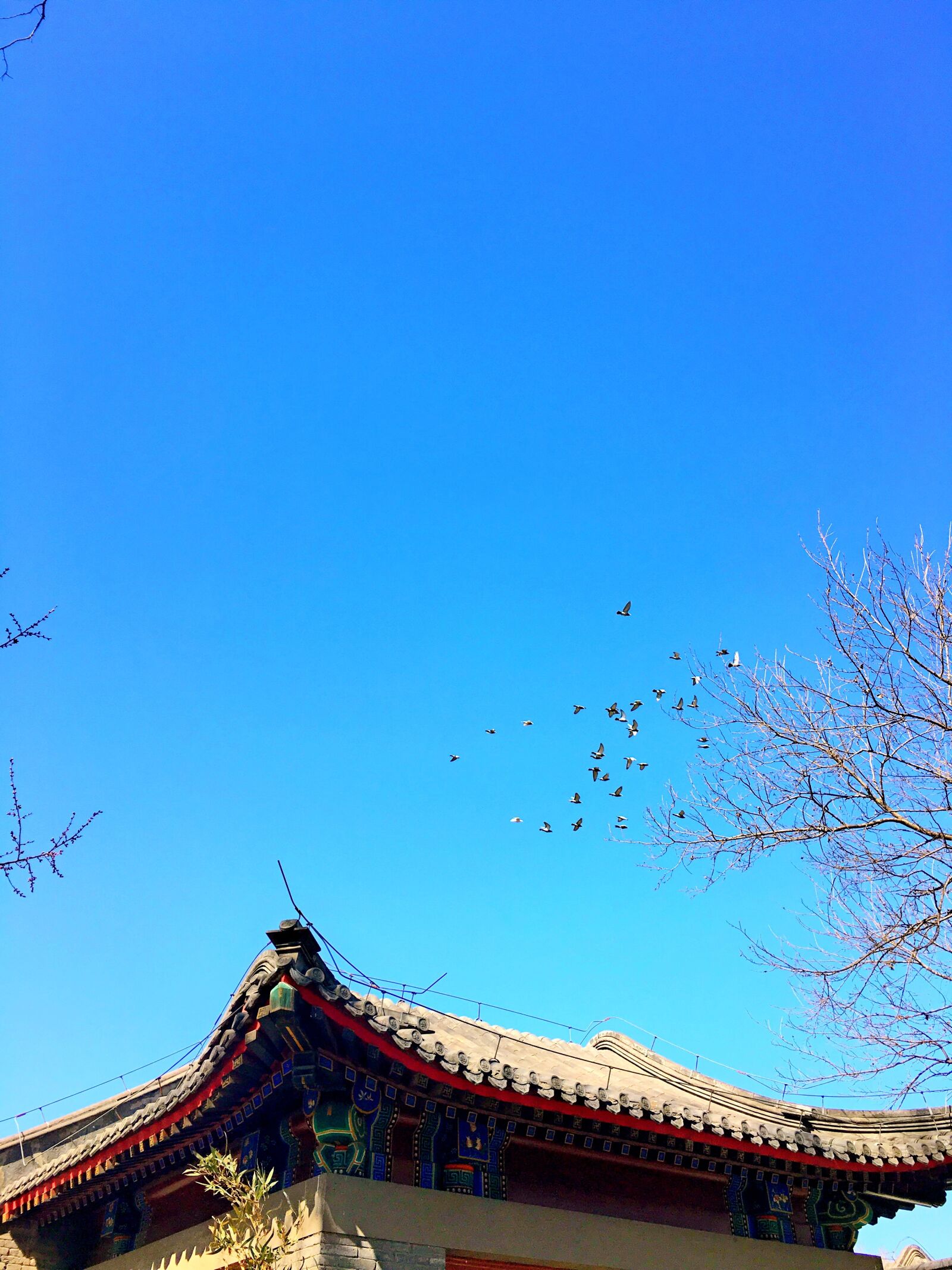 Apple iPhone 6s Plus sample photo. Beijing university, hong kong photography