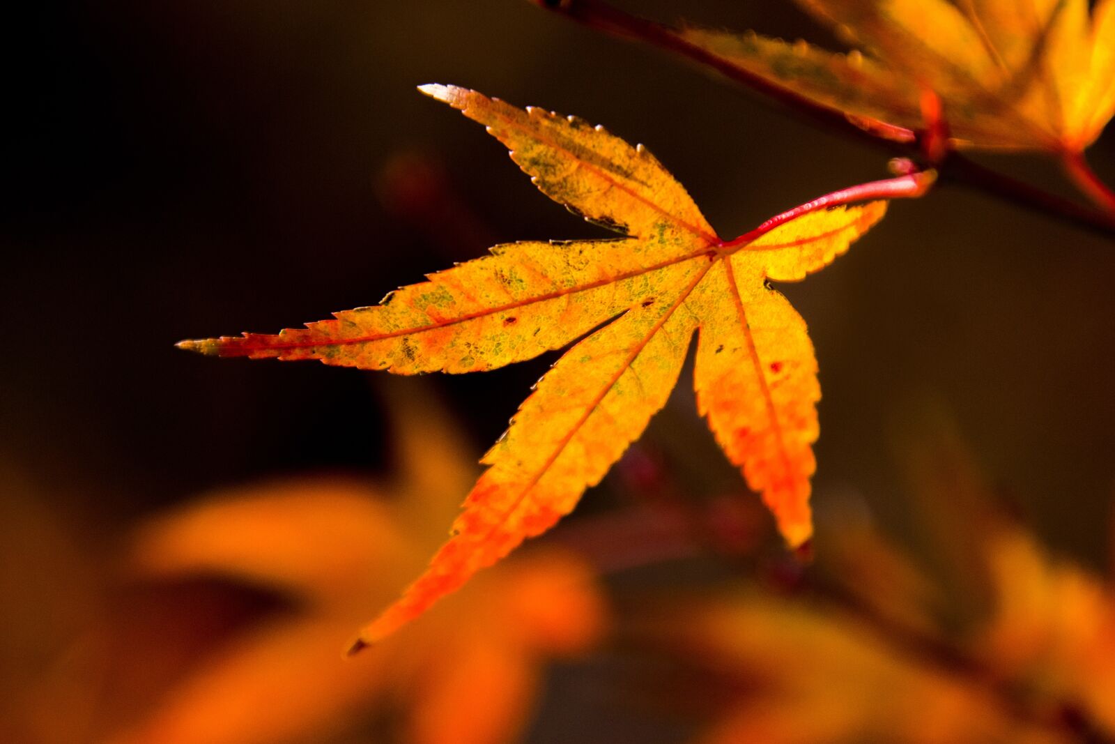 Nikon D3300 sample photo. Leaf, autumn, maple photography