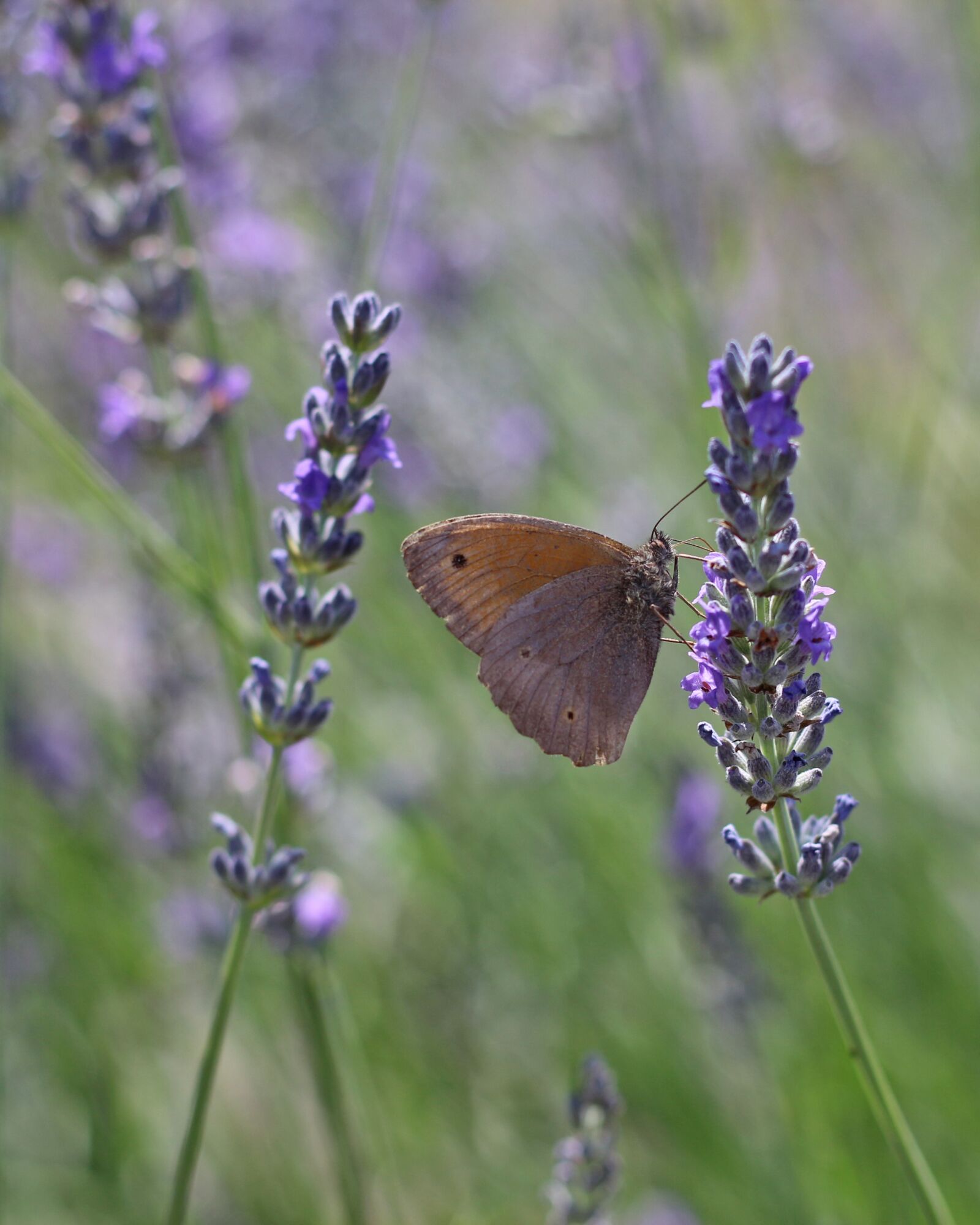 Canon EOS 700D (EOS Rebel T5i / EOS Kiss X7i) sample photo. Butterfly, insect, close up photography