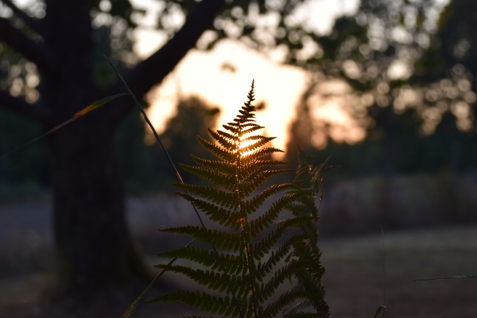 Nikon D5300 sample photo. Fern, sunset, evening photography
