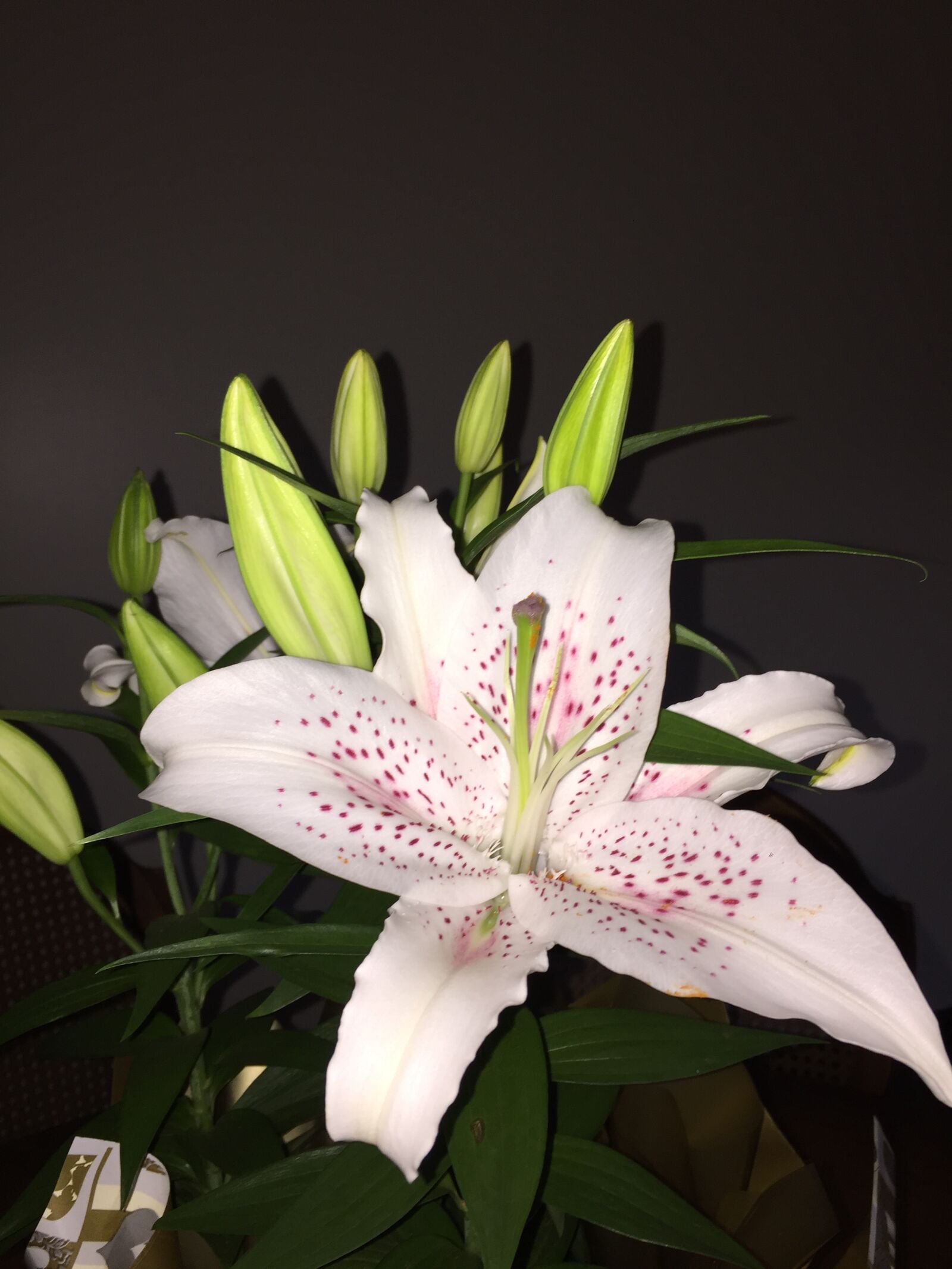 iPhone 6 back camera 4.15mm f/2.2 sample photo. Beautiful, flowers photography