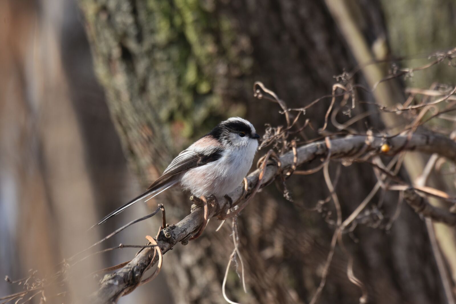 Nikon D7200 sample photo. Animal, forest, wood photography