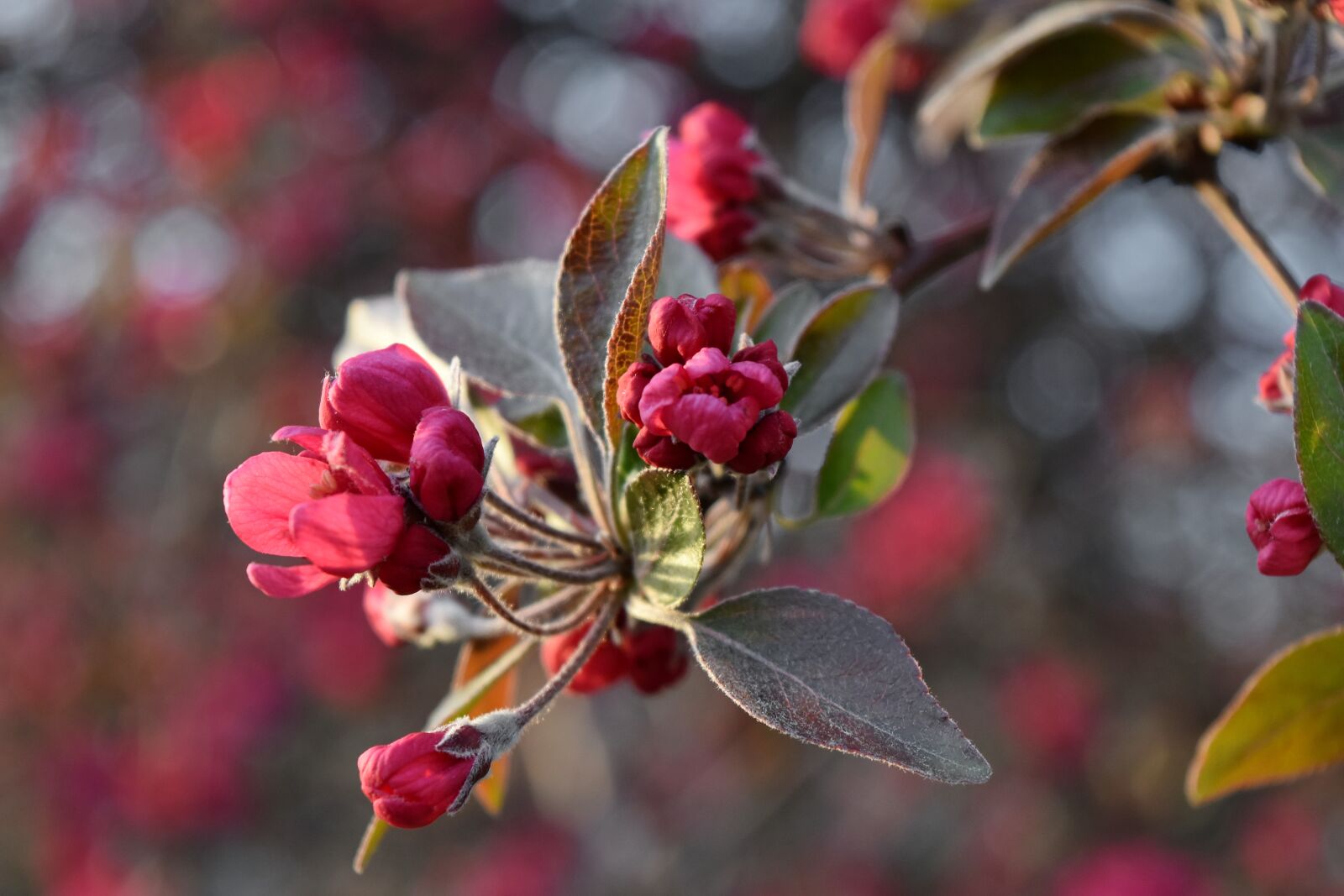 Nikon D5500 sample photo. Flower bud, flower garden photography