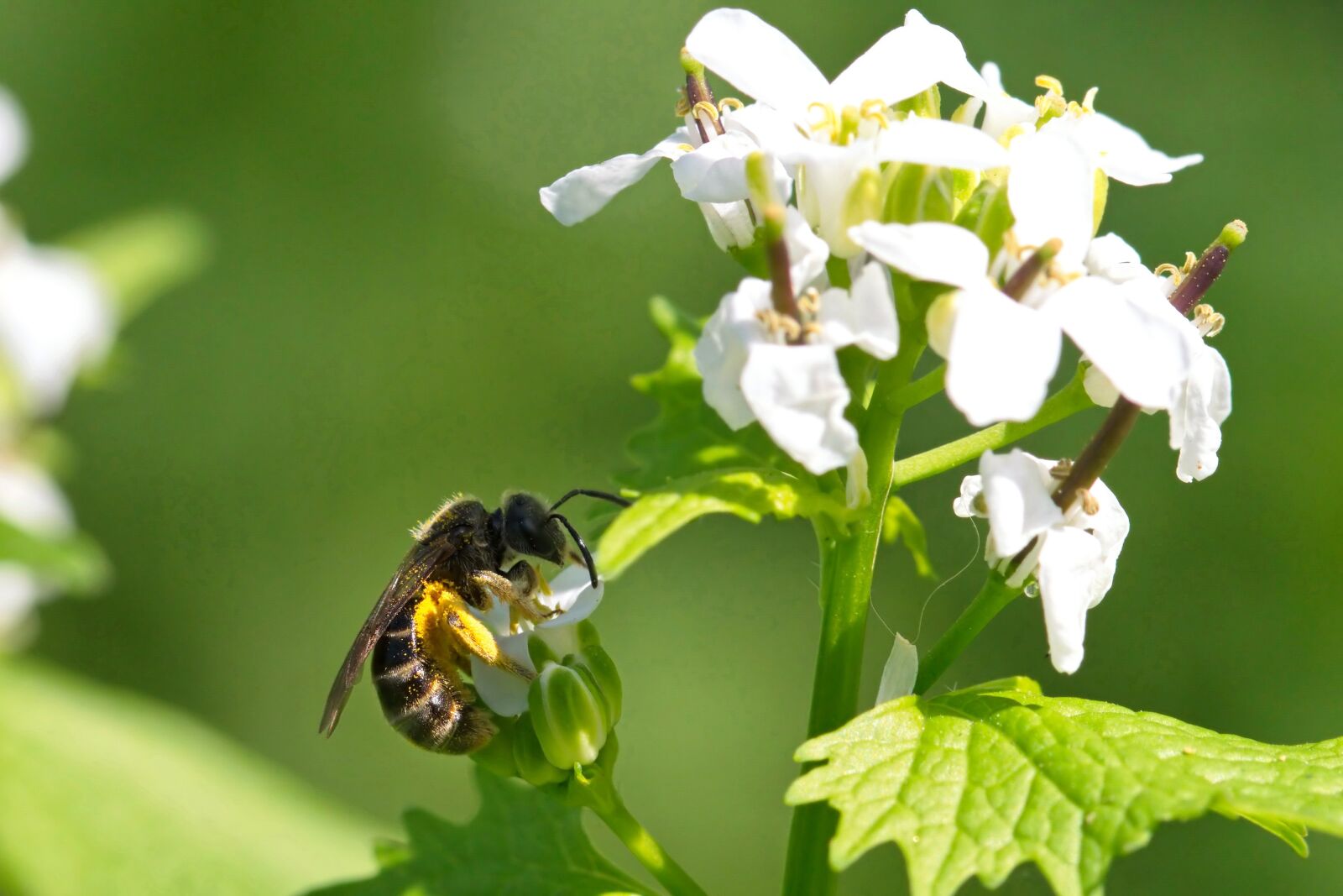 Nikon D5300 sample photo. Bee, plant, flowers photography