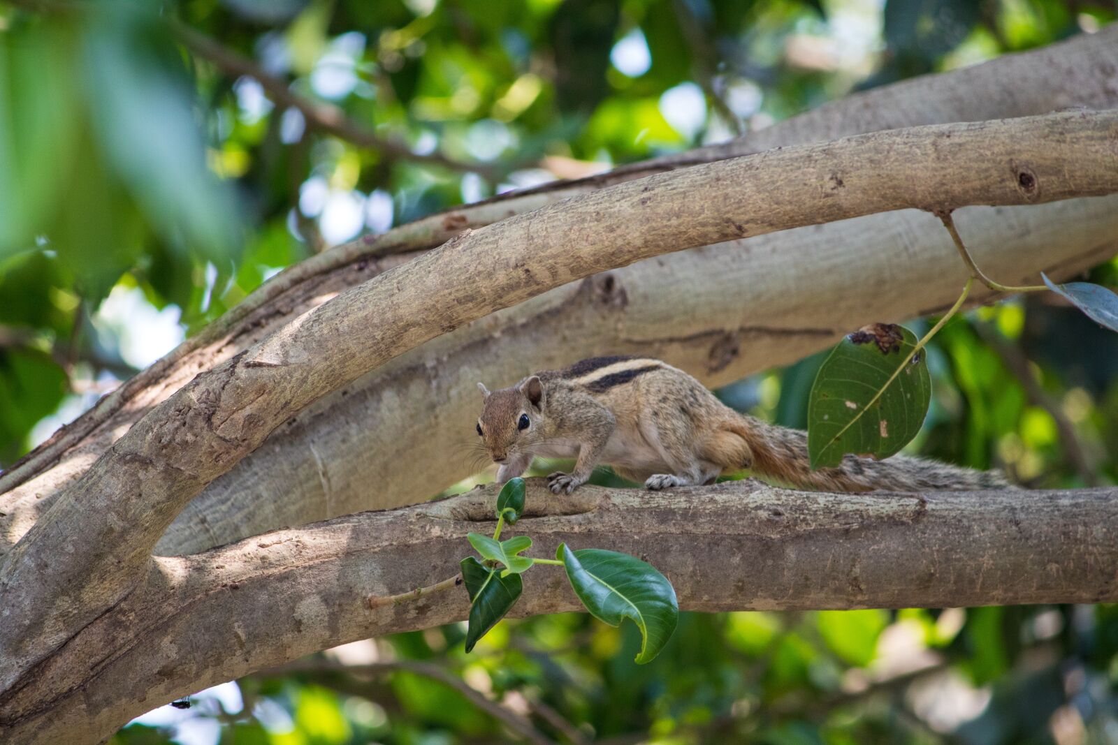 Canon EOS 1300D (EOS Rebel T6 / EOS Kiss X80) sample photo. Squirrel, wildlife, animal photography