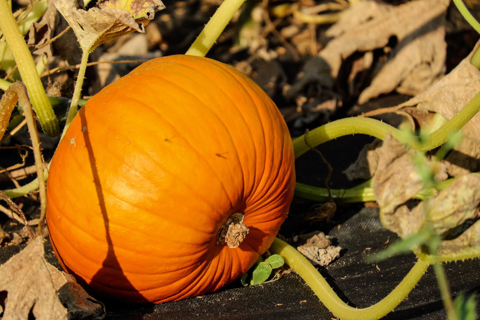 Fujifilm X-T10 + Fujifilm XC 50-230mm F4.5-6.7 OIS sample photo. Pumpkin, vegetables, orange photography