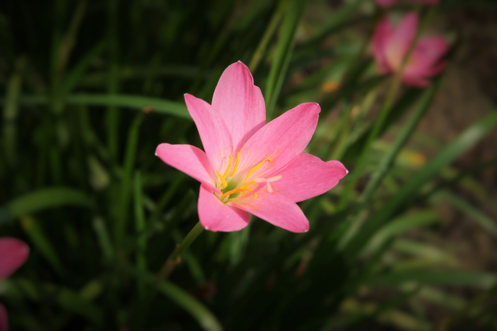 Canon PowerShot G7 X Mark II sample photo