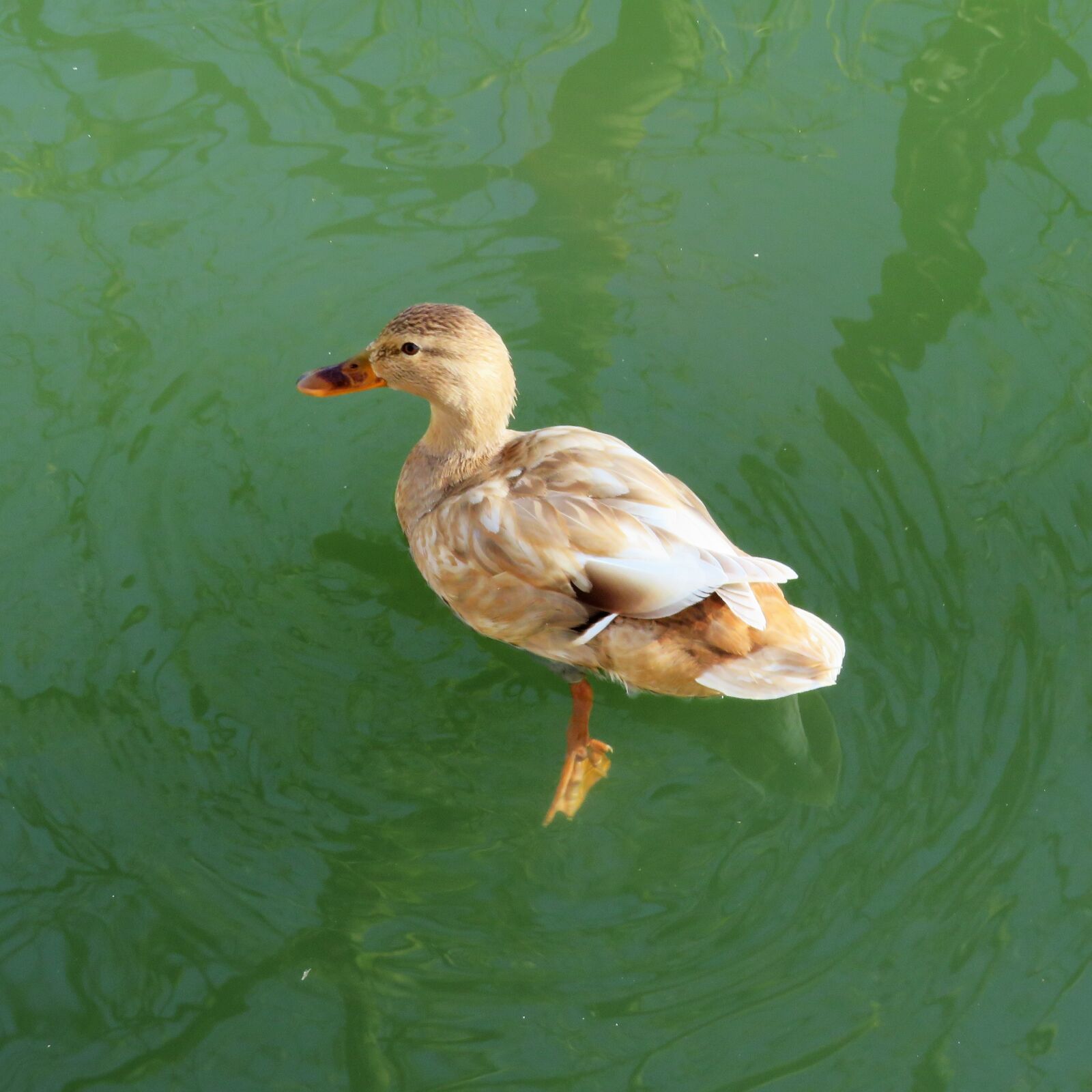 Canon PowerShot SX540 HS sample photo. Duck, female, river photography