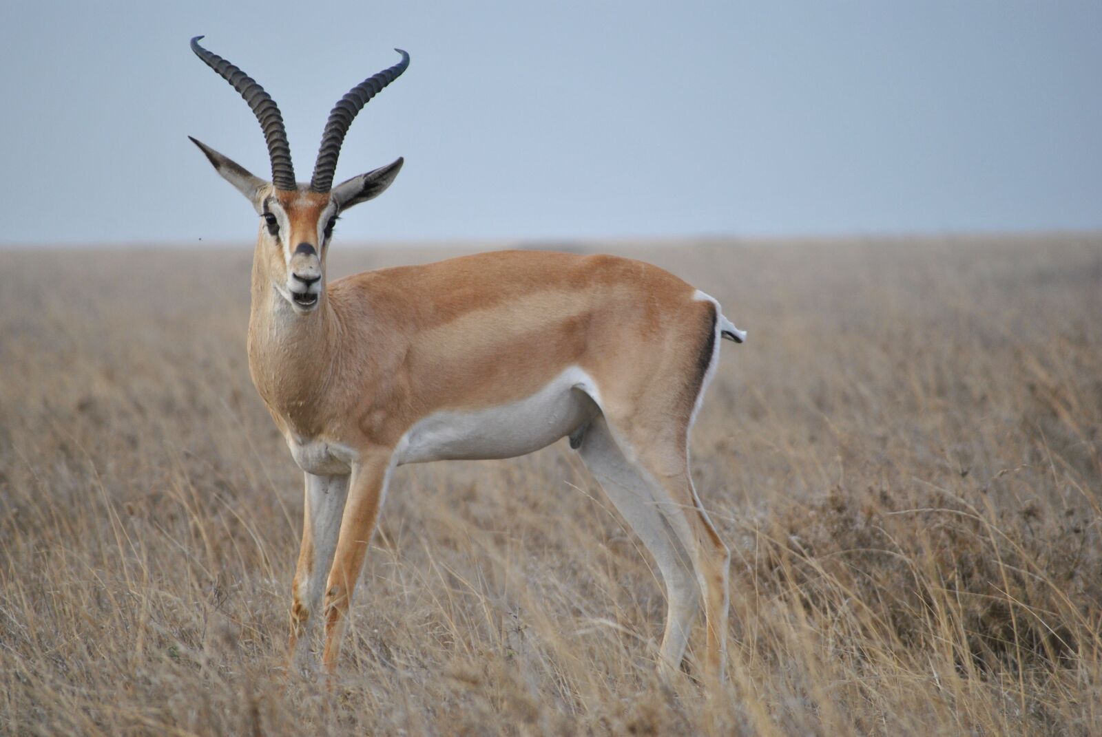 Nikon D3000 sample photo. Africa, tanzania, national park photography