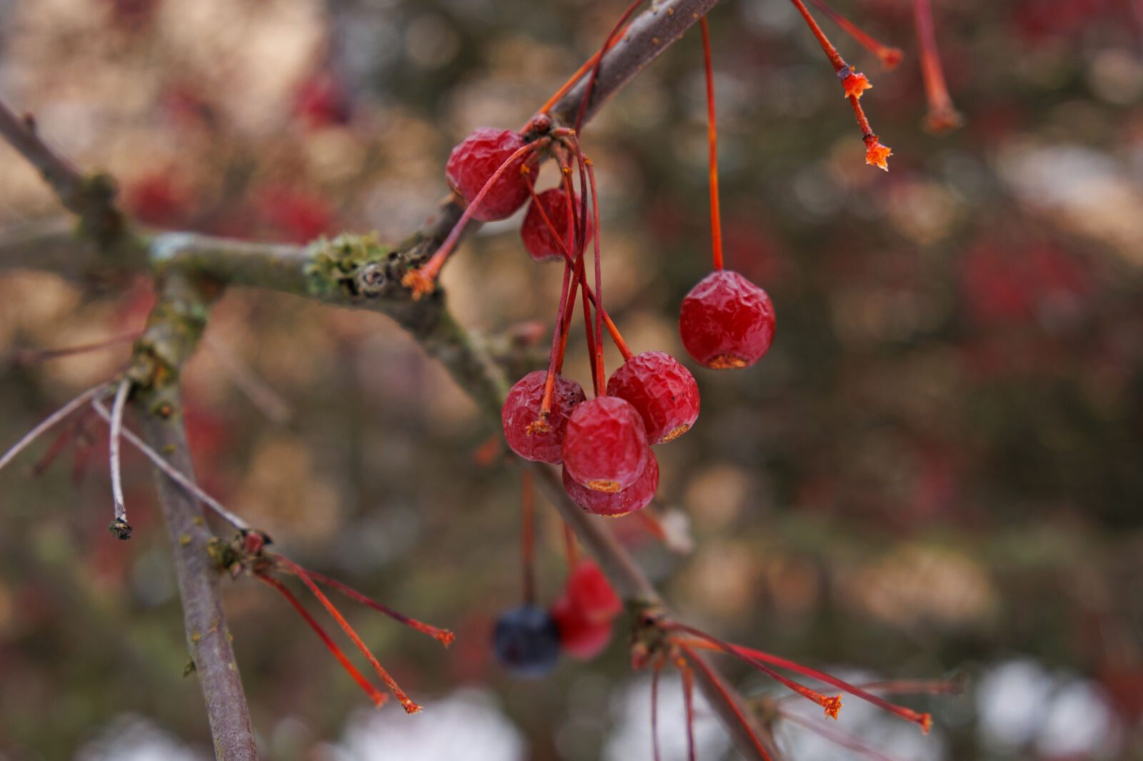 Tamron 11-20mm F2.8 Di III-A RXD sample photo. The last berries of photography