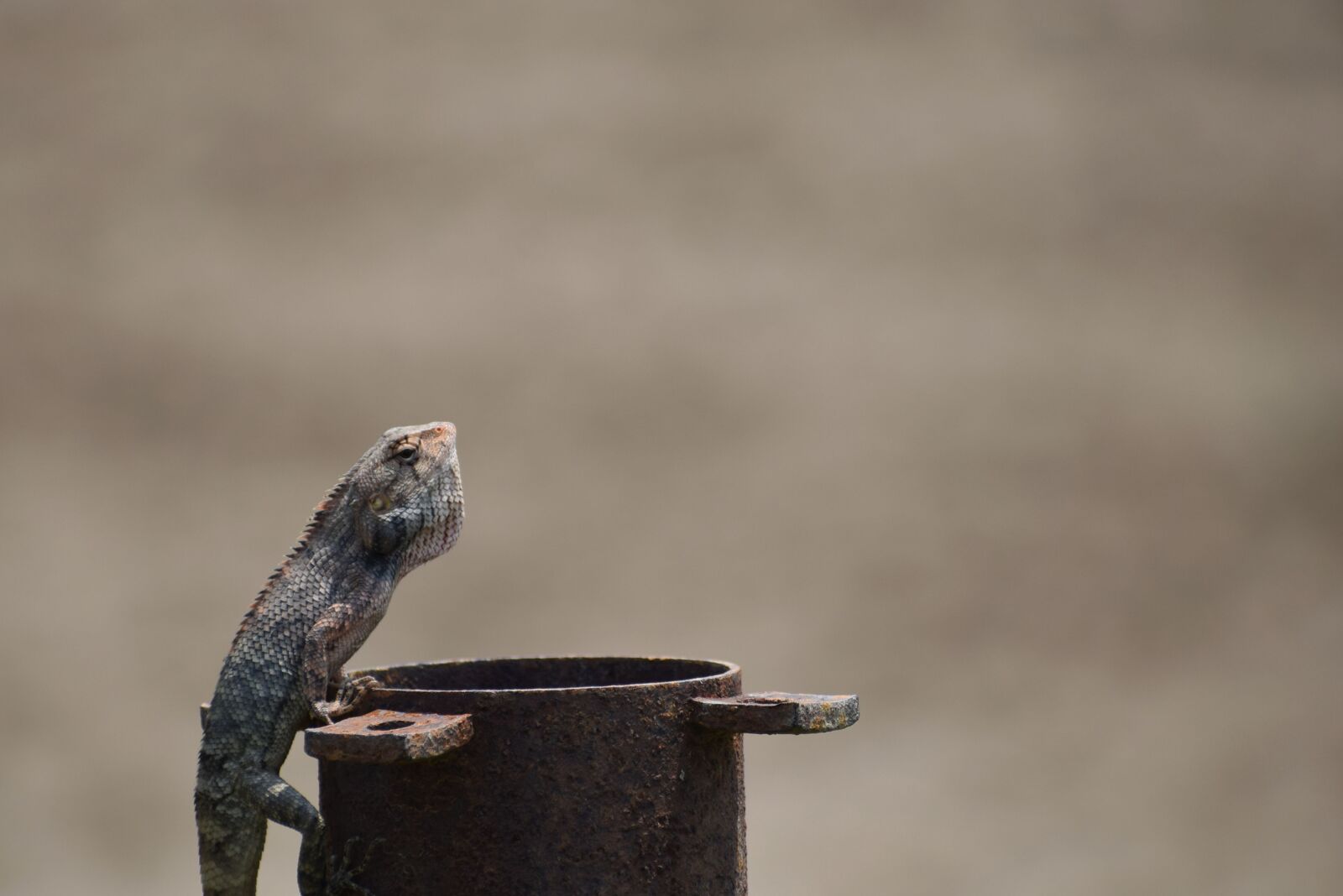 Nikon D5300 sample photo. Lizard, summer, nature photography