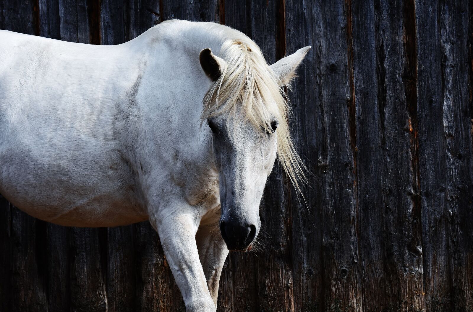Nikon D7200 sample photo. Horse, mold, reiterhof photography