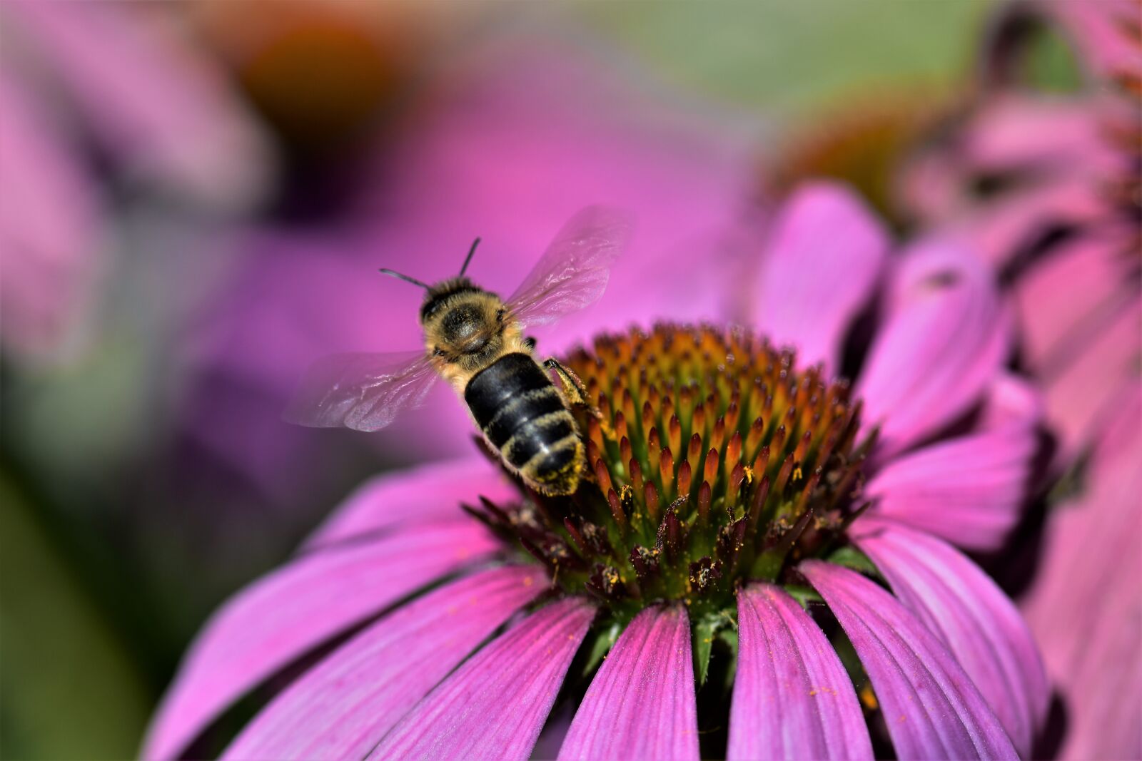 Nikon D5500 sample photo. Echinacea, bee, blossom photography