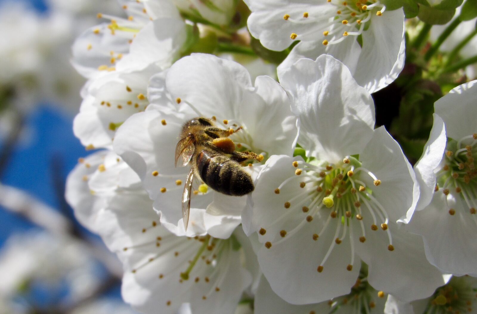 Canon PowerShot SX520 HS sample photo. Tree, bee, flower photography