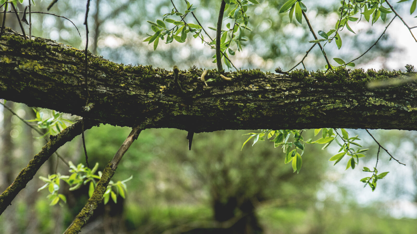 24-70mm F2.8-2.8 SSM sample photo. Blur, branches, close, up photography