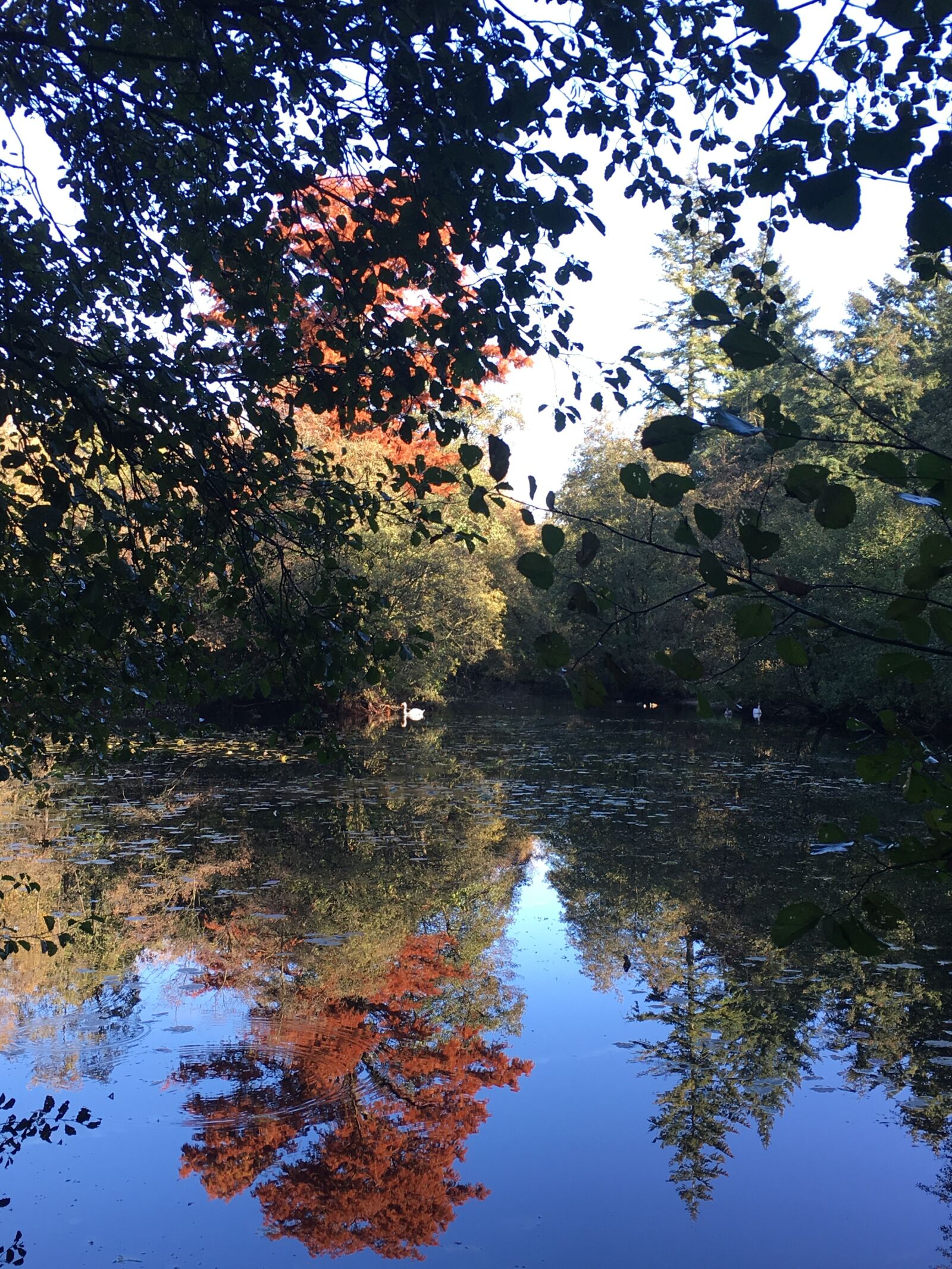 Apple iPhone 6s sample photo. Norfolk, reflection, autumn photography