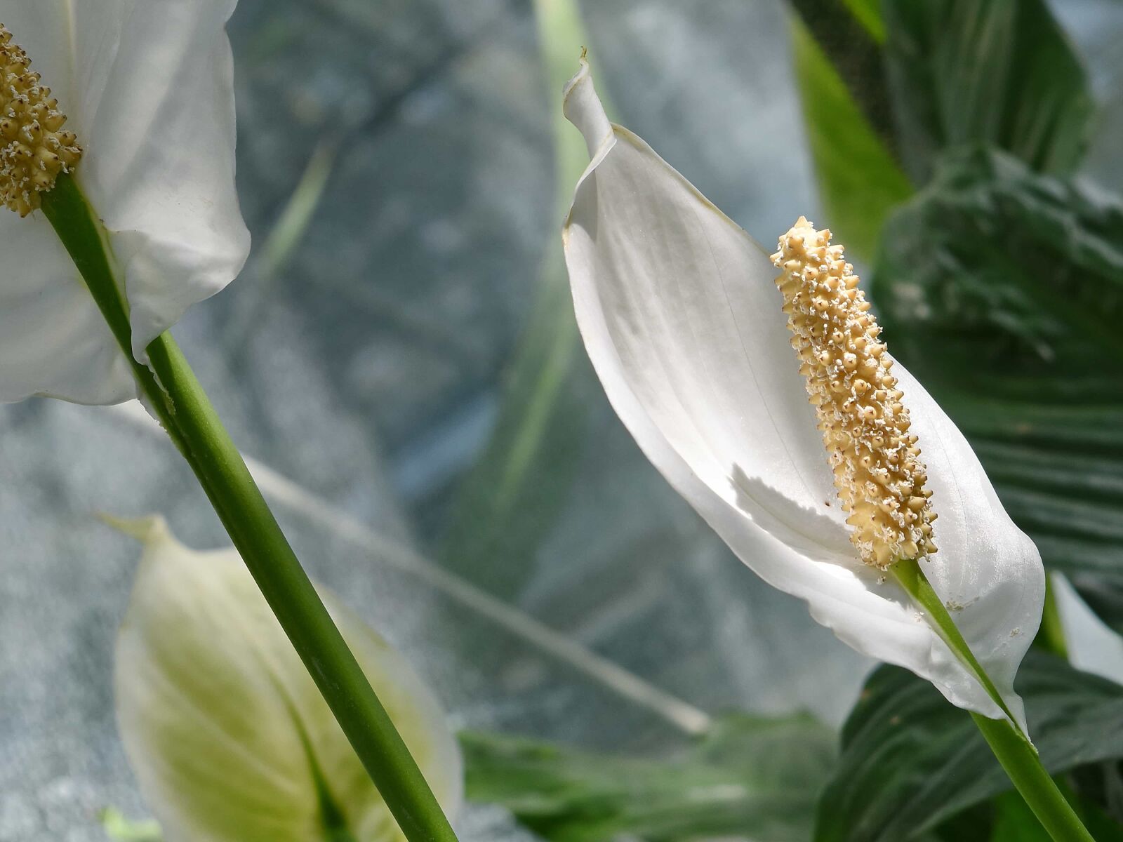 Nikon D5500 sample photo. Leaf, nature, plant, flower photography
