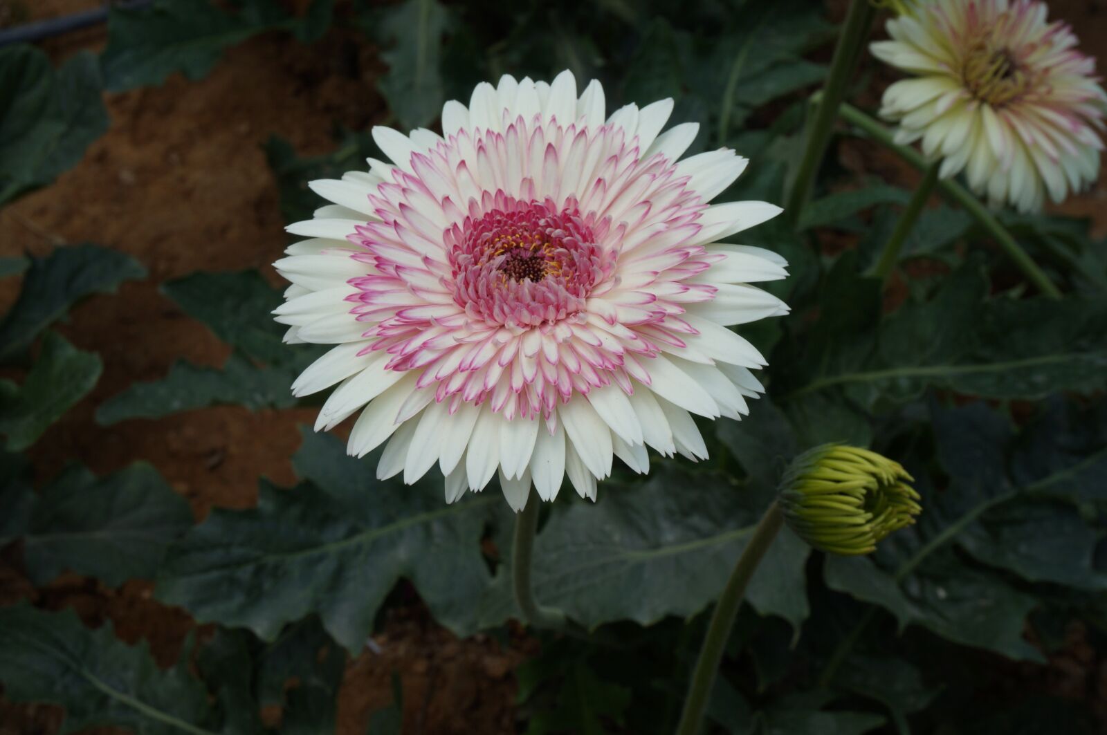 Sony Alpha NEX-3N sample photo. Flowers, flora, nature photography