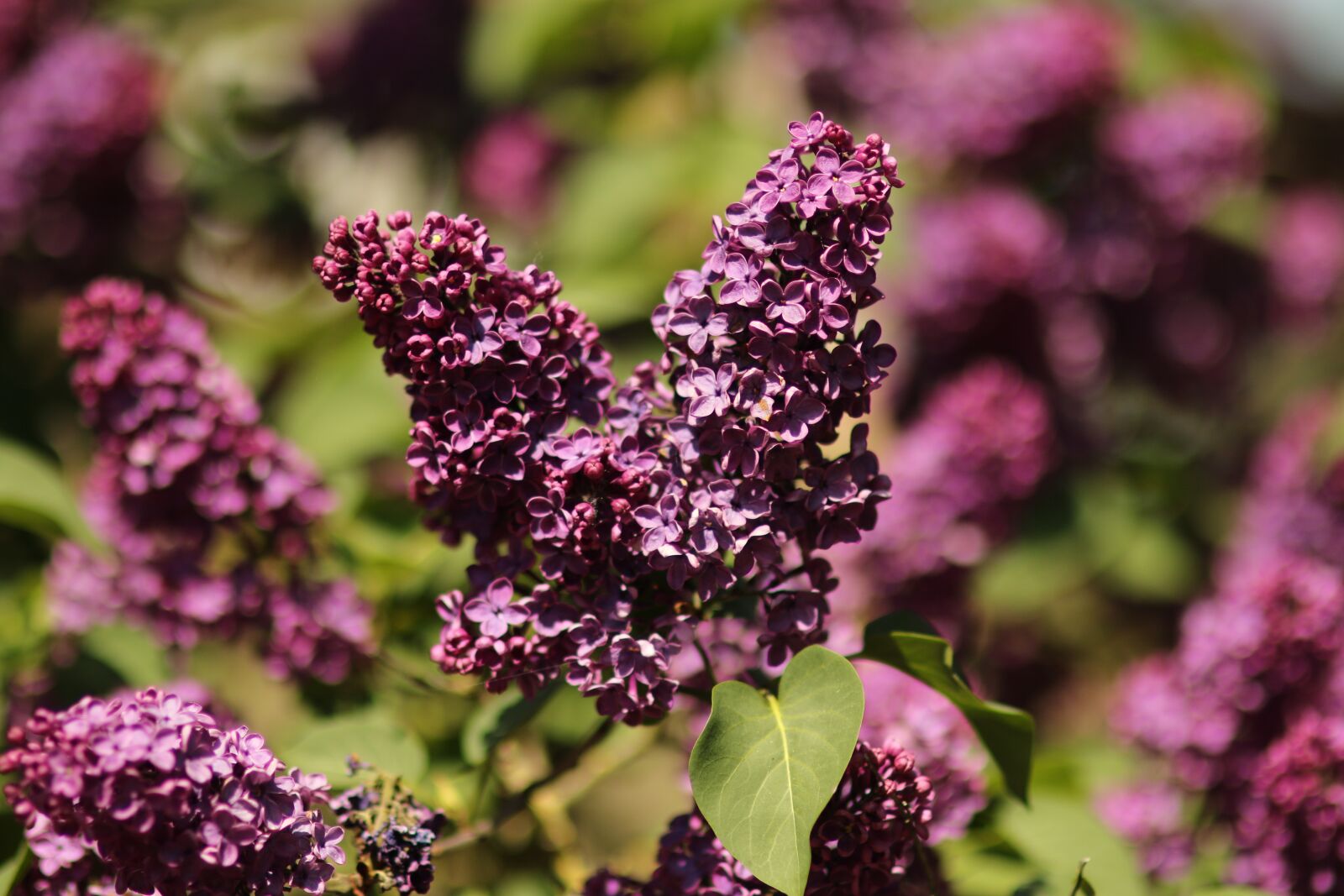 Canon EOS 7D Mark II sample photo. Flowers, lilac, nature photography